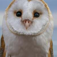 La Poésie du Froid ❄️🌬️🤍 

Au cœur de l’hiver, vous ne serez jamais vraiment seul. Même lorsque le chemin semble silencieux et que la neige étouffe chaque pas, il y a toujours des présences qui veillent, sans bruit. 

Dans l’air immobile, elles ne se montrent seulement lorsqu’on apprend à regarder autrement ✨ 

Une ombre qui éclaire entre les branches, un regard posé à la lisière des bois. Une aile silencieuse qui frôle la lumière d’hiver 🪽 

Du froid, elles savent.
Elles savent écouter la terre qui s'endort, elles savent lire les secrets emportés par le vent, elles savent à quel point la lenteur répare..

Elles savent le repos profond, celui qui prépare la renaissance 🌱 
Un souffle ancestral qui résonne plus loin, dans l’épaisseur du froid, lourd comme la terre, tendre comme un abri. 

La saison froide n’est jamais vide.
Elle est habitée d’alliés précieux, de guides puissants, de protecteurs pour nos nuits froides. Ceux qui nous montrent comment continuer à avancer, même quand tout semble figé 🤍 

L’hiver est un seuil.
Un passage vers soi.
Un temps sacré. 

Voici la deuxième photo d'illustration qui accompagnera vos jolies commandes de cette collection 🦉 

La nouvelle collection ~ La Poésie du Froid ~ sortira le lundi 8 décembre à 20h 🤍🌬️❄️ 

#cybijoux #hiver #witch #metalsmith #jewellery #sterlingjewelry #winterwitch #artist #witchyvibes #jeweler #jewelry #christmasaesthetic #jewellerydesign #bijouxfaitmain
#silverjewelry #artisanat #faitmain
#artisandefrance #winteraesthetic #hiver #christmasgiftideas #winter #neige #noelaesthetic #ideecadeau #christmas #snow
#cadeaufaitmain #noel2025 #yule