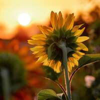Un Été Sacré ☀️🌾🔥

Il est temps de nous remettre en route..🌻

Notre nouveau voyage commence, sous un soleil sacré et vibrant ☀️

Cet été, je vous emmène avec moi accueillir la lumière à son apogée. Célébrer les jours infinis et leurs poésies ✨ Honorer notre terre nourricière, plonger dans la magie de l'été 🌾

Nous danserons sur les chemins du soleil ☀️ Sauterons au dessus des feux de joie qui illumineront nos nuits d’été 🔥

Je vous parlerai de la ronde solaire ancestrale, du passage magique des sabbats d'été, des fêtes & rituels oubliés, des plantes solaires et des moissons dorées 🌾

Cette collection sacrée sentira bon la magie d'été, la nature chauffée par le soleil, les champs baignés d’or, le vent tiède sur notre peau, les traditions anciennes murmurées autour du feu 🔥 

Je vous propose un été de magie, suspendu entre croyance et lumière ☀️ Vous êtes prêts à me suivre 🫴🏼 ?

Voici la première photo d'illustration qui accompagnera vos commandes pour notre nouvelle aventure 🌾✨ Cela fait longtemps que je travaille cette collection et j’ai tellement hâte de vous montrer tout ce quelle m'a inspirée 🧙🏻‍♀️🌻

La nouvelle collection ~ Un Été Sacré ~ sortira le lundi 20 juillet à 20h ☀️🌾🔥

#cybijoux #summer #witchaesthetic #jewelry #jewellery